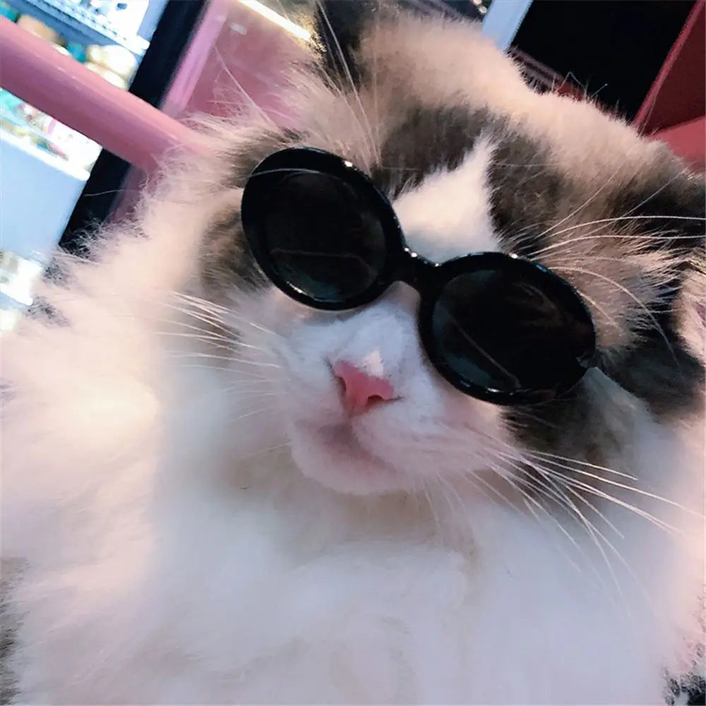 Gafas de gato, gafas de sol redondas de moda, producto para mascotas pequeñas, gafas de sol para gatos y perros pequeños para fotografía, accesorios para mascotas